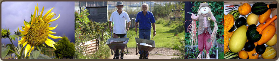 allotment-header.jpg